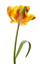 Yellow tulip Royalty Free Stock Photo