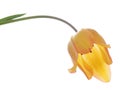Yellow tulip Royalty Free Stock Photo