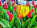 Yellow tulip against pink tulips in the garden artistic painting brushed