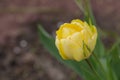 Yellow tulip Akebono