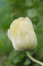 Yellow tulip Akebono