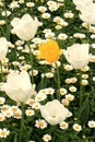 Yellow tulip with around white tulips at Istanbul Tulips Festival Royalty Free Stock Photo