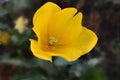 Yellow tulip on artist background. Royalty Free Stock Photo