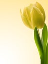 Yellow tulip background