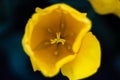 Yellow tulip. Beautiful spring park with lots of flowers. Darwinian hybrids. Yellow middle of a tulip flower close-up. Royalty Free Stock Photo
