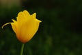 Yellow Tulip