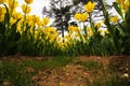 Yellow tulip bed in the public park. Tulips from below in wide angle view