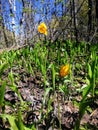 The yellow tulip of Biberstein blooms in May in a clearing Royalty Free Stock Photo