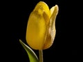 Yellow tulip On Black Backgroundtulip
