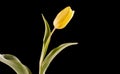 Yellow tulip On Black Backgroundtulip