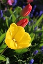 A yellow tulip blooms in the spring sunlight