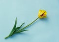 Yellow Tulip on a blue background Royalty Free Stock Photo