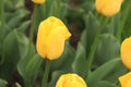 Yellow tulip on a blurred background. Bright spring flowers with selective focus Royalty Free Stock Photo
