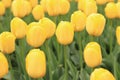 Bright spring flowers with selective focus. World Tulip Day Royalty Free Stock Photo