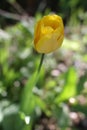 Yellow tulip in blurry sunny morning for romantic effect, springtime Royalty Free Stock Photo