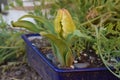 Yellow Pointed Tulip Bud Green Bracts in Planter01 Royalty Free Stock Photo