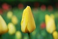 Yellow tulip bud Royalty Free Stock Photo