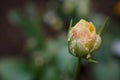 Yellow Tulip Bud Background Royalty Free Stock Photo