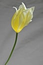 Yellow tulip bud closeup Royalty Free Stock Photo