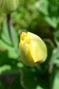 Yellow tulip bud detailed closeup Royalty Free Stock Photo