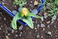 Yellow Tulip Bud Macro 03 Royalty Free Stock Photo