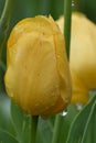 Yellow Tulip Bud with Rain Drops Royalty Free Stock Photo