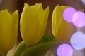 Yellow tulip buds close up with soft-purple bokeh reflections