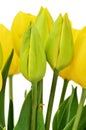 Yellow tulip buds