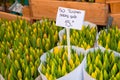 Yellow tulip bulbs for sale at Bloemenmarkt, Amsterdam flower market Royalty Free Stock Photo