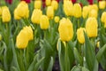 Yellow tulip in city flower bed, spring gorgeous elegant flower tulip blossom flower