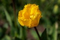 Yellow Tulip close- up on a blurry background Royalty Free Stock Photo