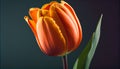 Yellow tulip close up Freshness and beauty of spring ,generative AI