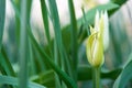 Yellow tulip close up