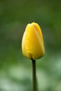 Yellow tulip close up Royalty Free Stock Photo