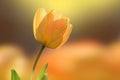 Yellow tulip close up and a lot of yellow tulips in the background.