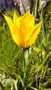 Yellow tulip close up