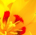 Yellow tulip close up Royalty Free Stock Photo
