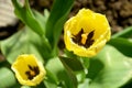 Yellow Tulip close-up. Spring flower. Spring