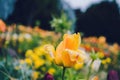 Yellow tulip covered with rain water drops Royalty Free Stock Photo