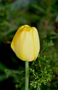 Yellow Tulip in Cypress shrub