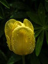 Yellow Tulip with drops after rain Royalty Free Stock Photo