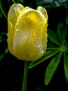 Yellow Tulip with drops after rain Royalty Free Stock Photo