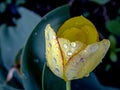 Yellow Tulip with drops after rain Royalty Free Stock Photo