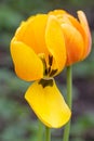 Yellow tulip fades Royalty Free Stock Photo