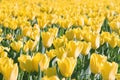 Yellow tulip field Royalty Free Stock Photo