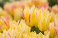 Yellow Tulip Field in Michigan Royalty Free Stock Photo