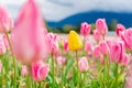 Yellow tulip in a field among pink and white tulips - one different flower. On a flower farm, tourist attraction