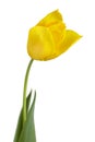 Yellow tulip flower Royalty Free Stock Photo