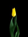 Yellow Tulip. flower on black background Royalty Free Stock Photo