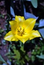 Yellow tulip flower blooming and growing in gray ground blurry background Royalty Free Stock Photo